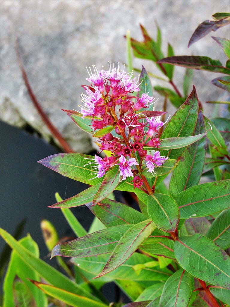 Swamp Loosestrife "Decodon verticillatus"