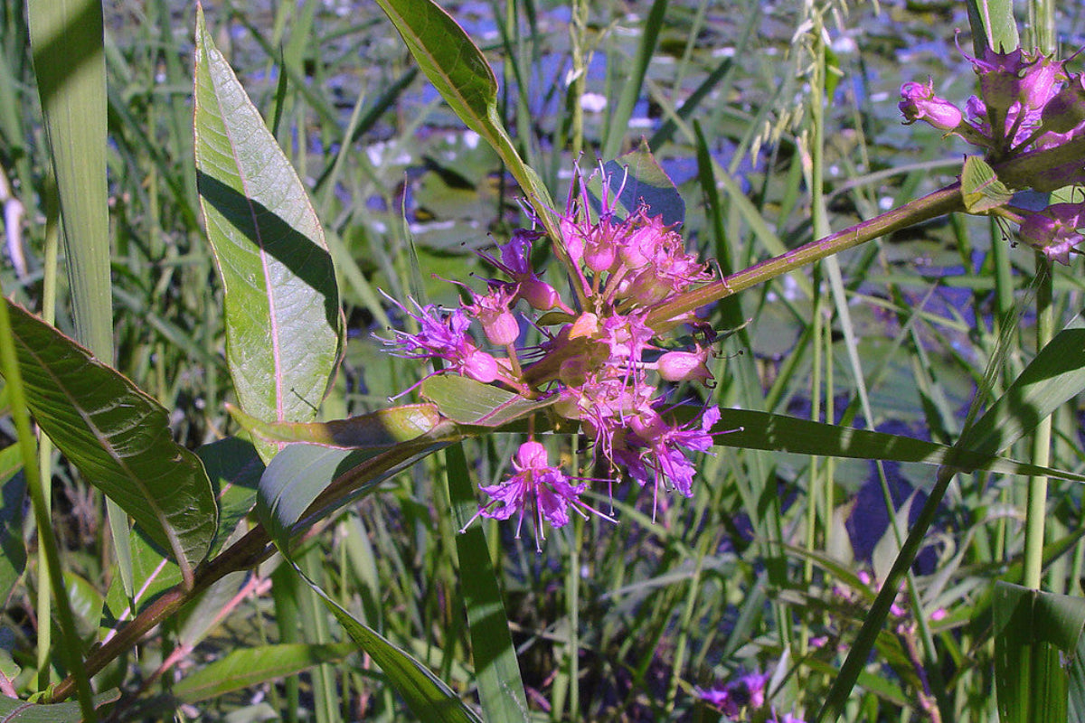 Swamp Loosestrife "Decodon verticillatus"
