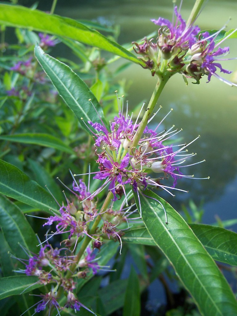 Swamp Loosestrife "Decodon verticillatus"