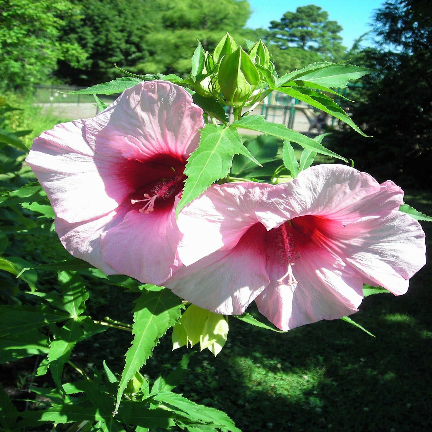 Swamp Rose Mallow "Hibiscus moscheutos"