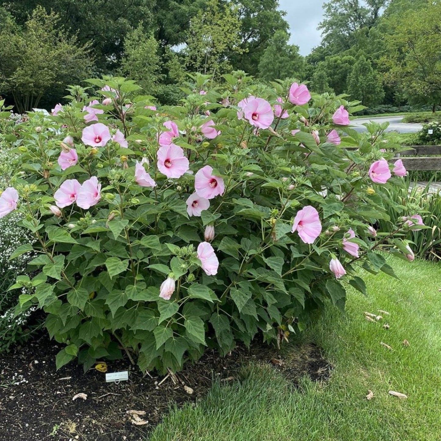 Swamp Rose Mallow "Hibiscus moscheutos"