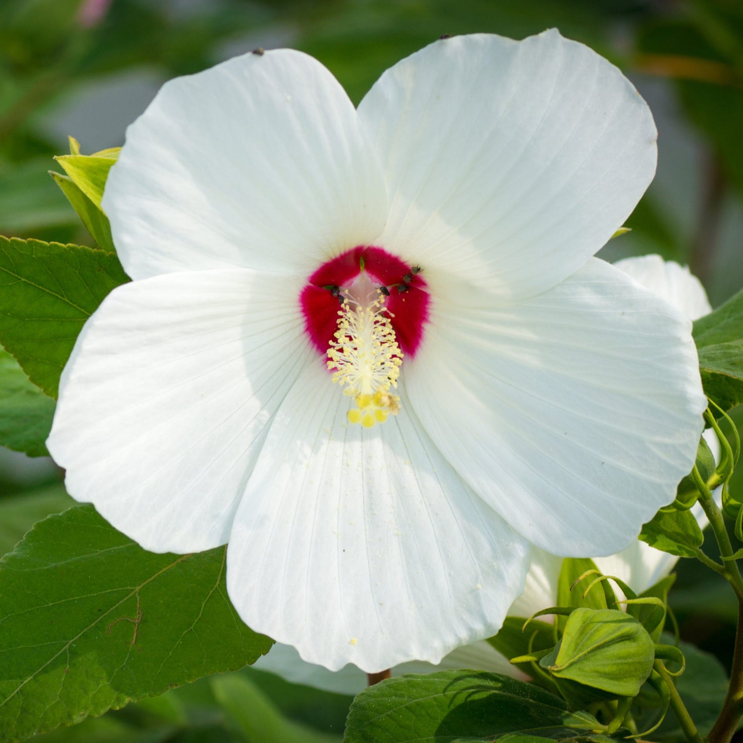 Swamp Rose Mallow "Hibiscus moscheutos"