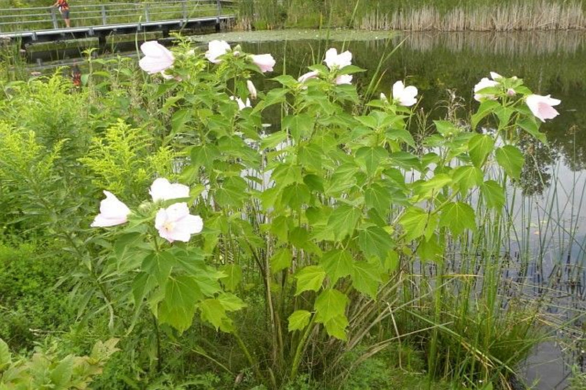 Swamp Rose Mallow "Hibiscus moscheutos"