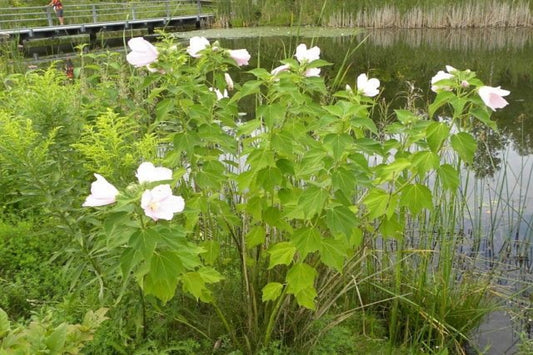Swamp Rose Mallow "Hibiscus moscheutos"