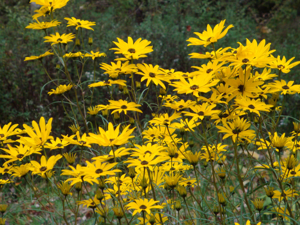 Swamp Sunflower or Narrowleaf Sunflower "Helianthus angustifolius"