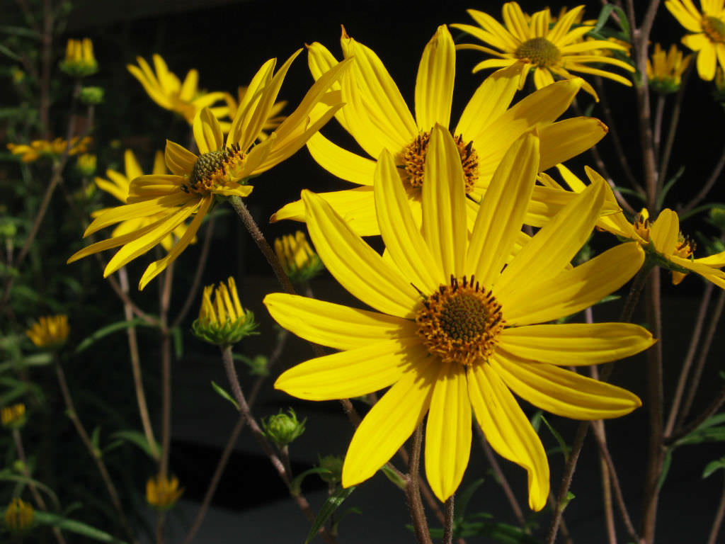 Swamp Sunflower or Narrowleaf Sunflower "Helianthus angustifolius"