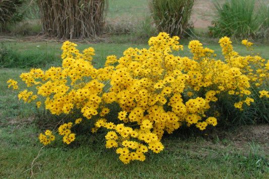 Swamp Sunflower or Narrowleaf Sunflower "Helianthus angustifolius"