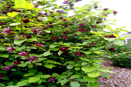 TreeYo Sweet Shrub