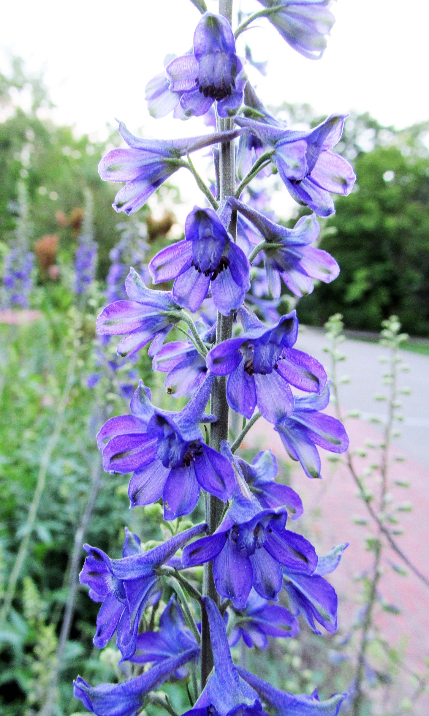 Tall Larkspur "Delphinium exaltatum"