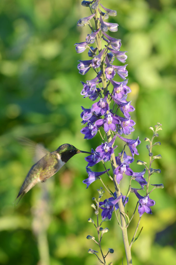 Tall Larkspur "Delphinium exaltatum"