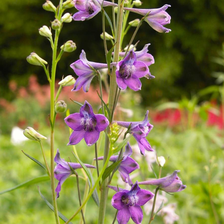 Tall Larkspur "Delphinium exaltatum"