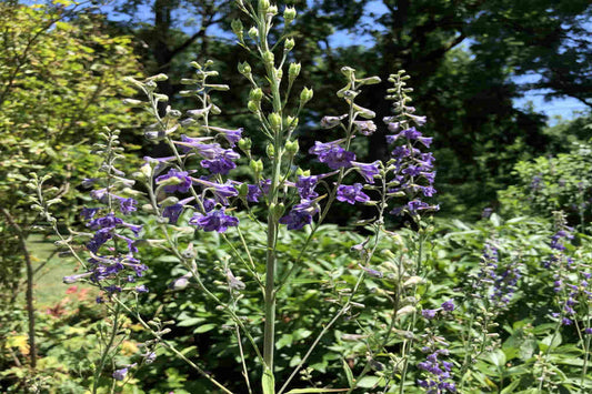 Tall Larkspur "Delphinium exaltatum"