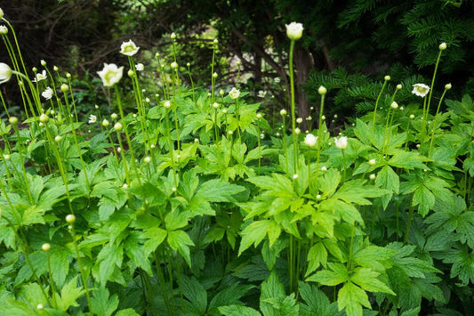 Tall Thimbleweed "Anemone virginiana"