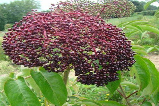 TreeYo Elderberry - Pocahontas