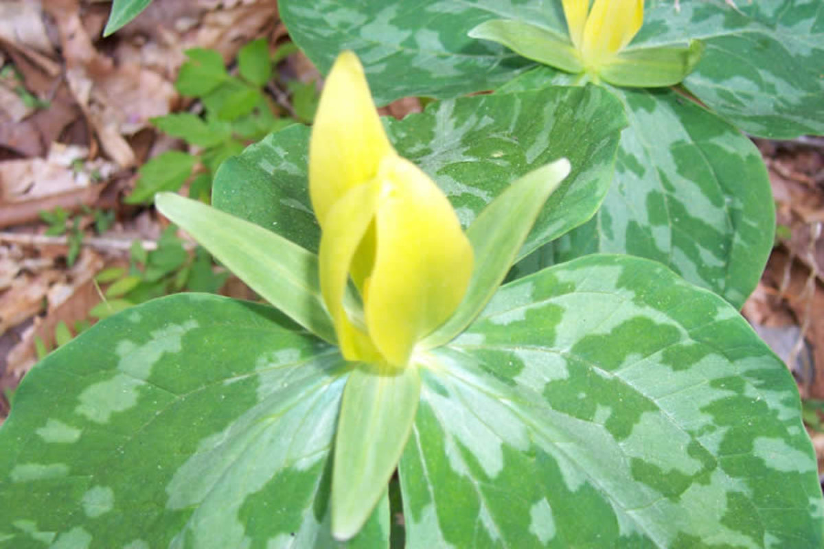 Yellow Trillium "Trillium luteum"