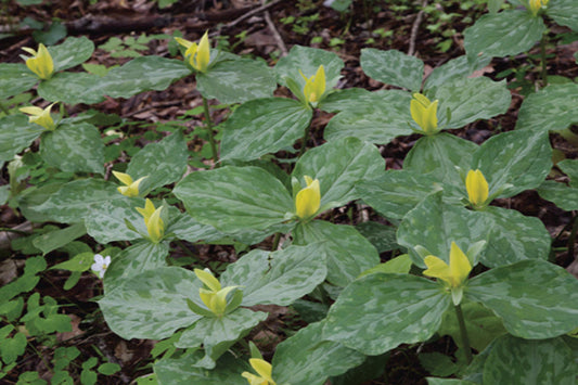 Yellow Trillium "Trillium luteum"