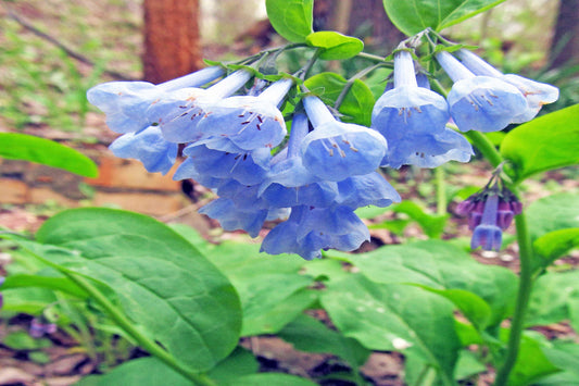 Virgina Bluebells "Mertensia virginica"