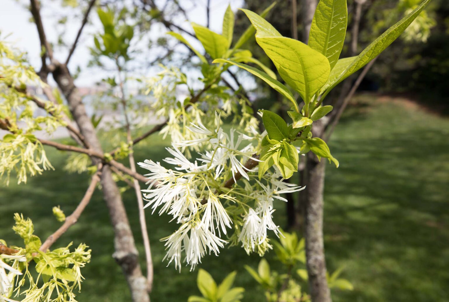 White Fringe Tree "Chionanthus virginicus"
