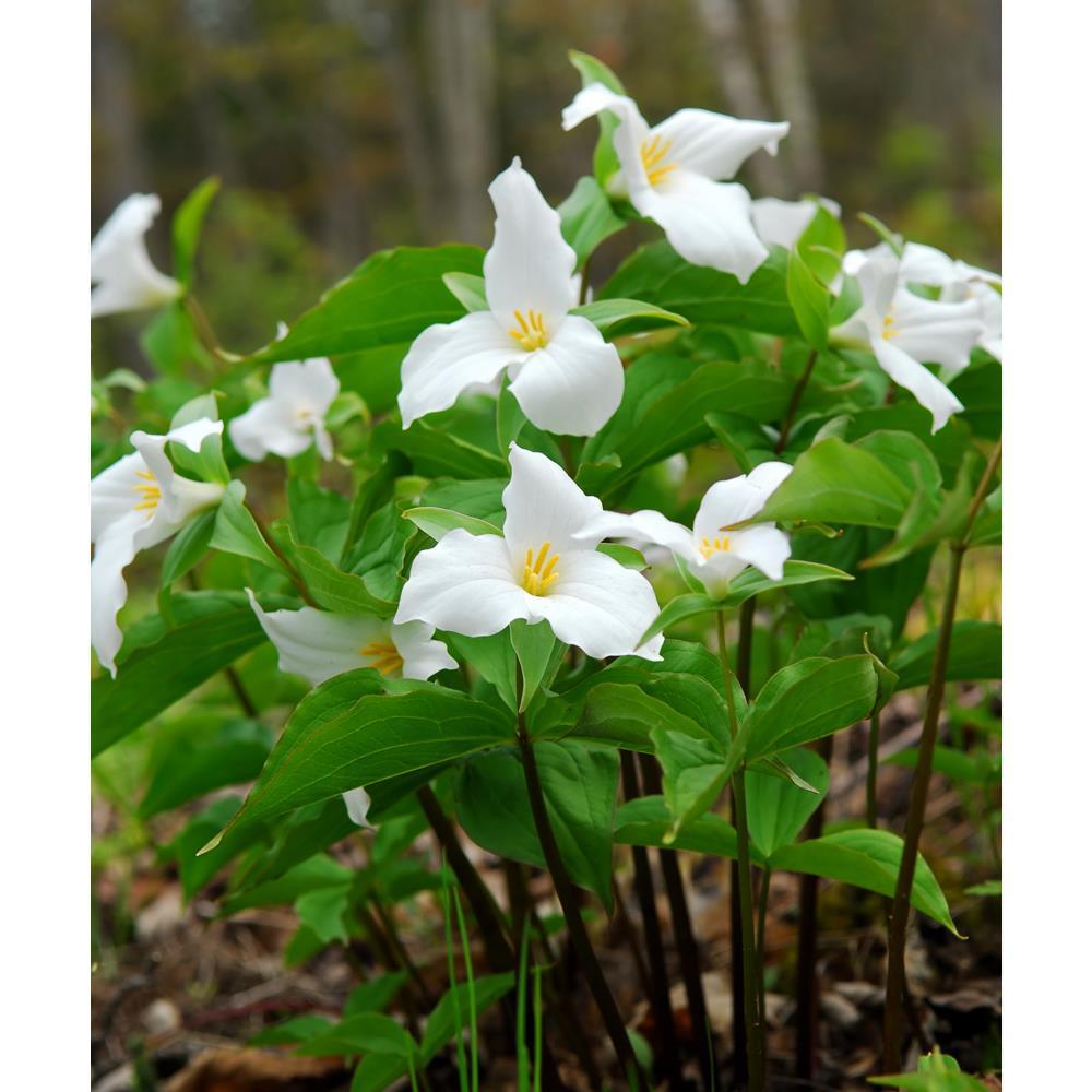 White Trillium "Trillium grandiflorum"