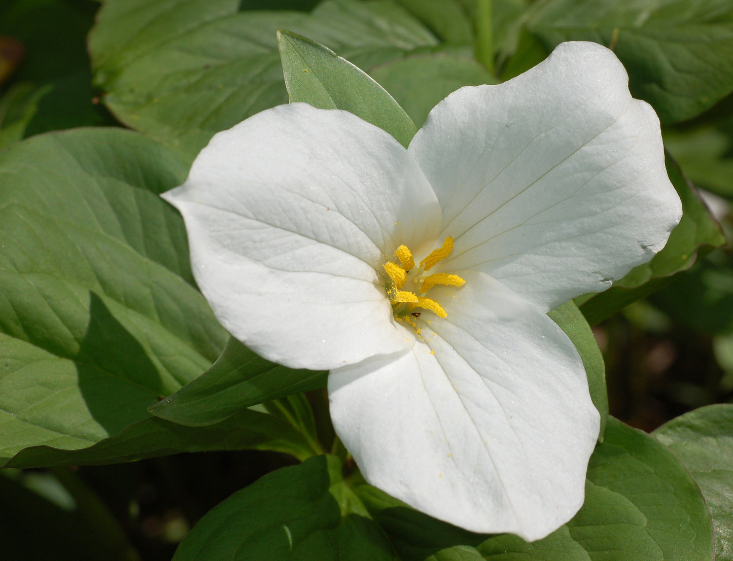 White Trillium "Trillium grandiflorum"