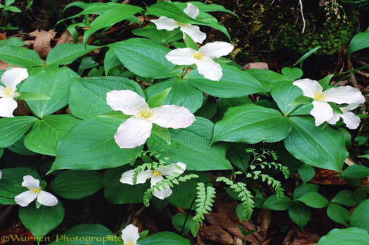 White Trillium "Trillium grandiflorum"