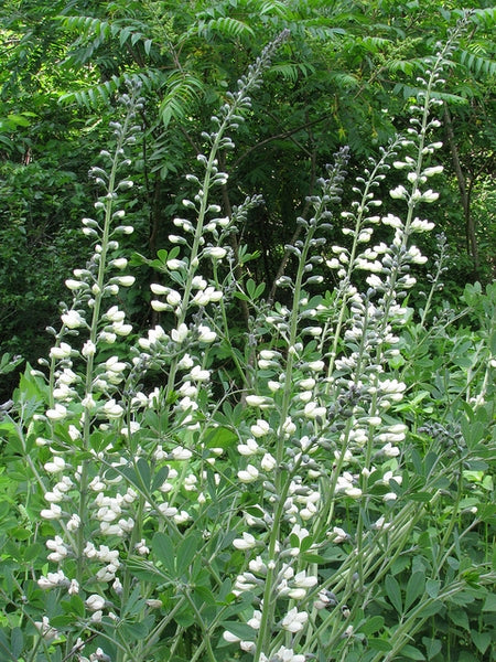 White Wild Indigo "Baptisia alba"