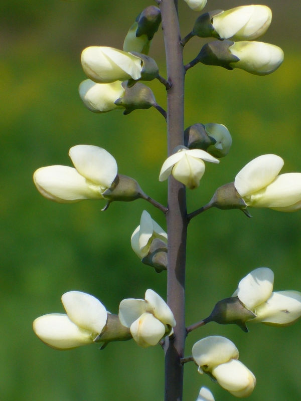 White Wild Indigo "Baptisia alba"