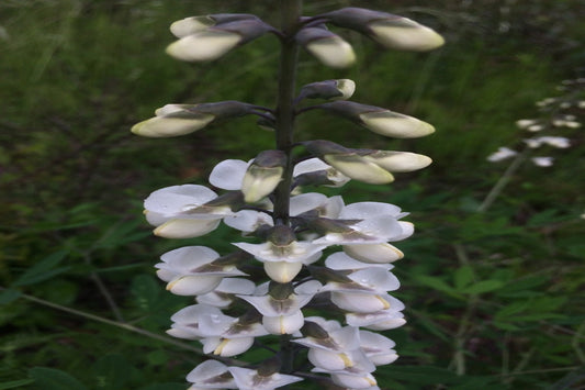 White Wild Indigo "Baptisia alba"