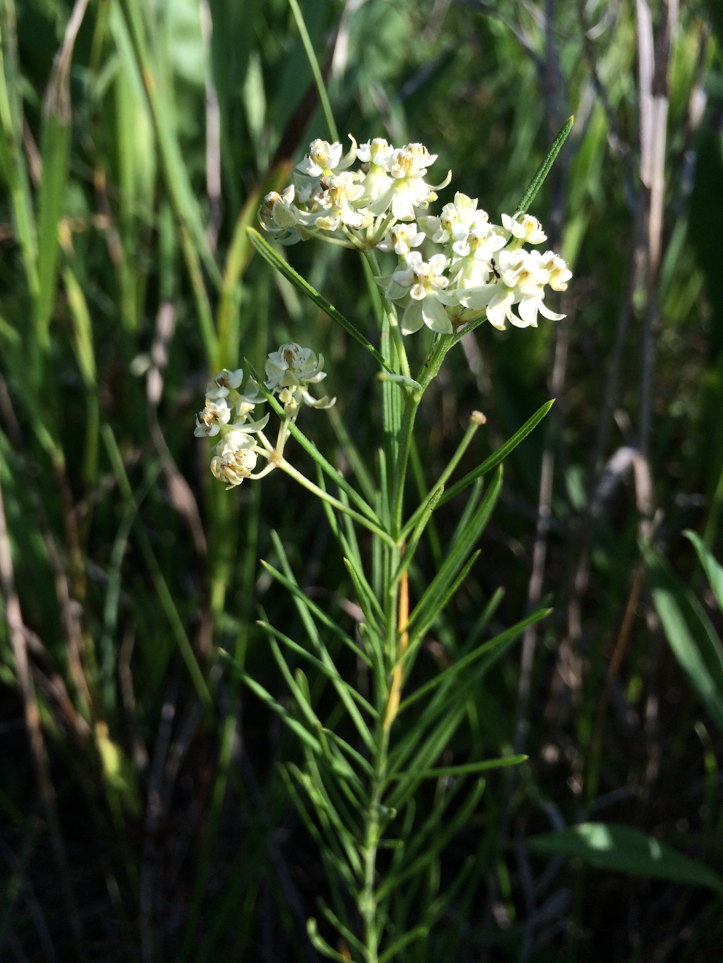 Whorled Milkweed "Asclepias verticillata"