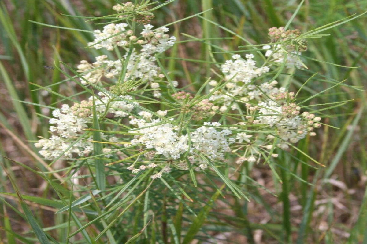 Whorled Milkweed "Asclepias verticillata"