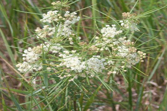 Whorled Milkweed "Asclepias verticillata"