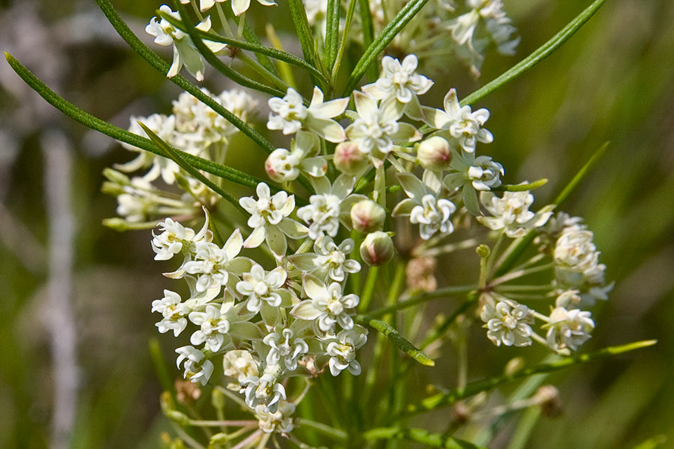 Whorled Milkweed "Asclepias verticillata"
