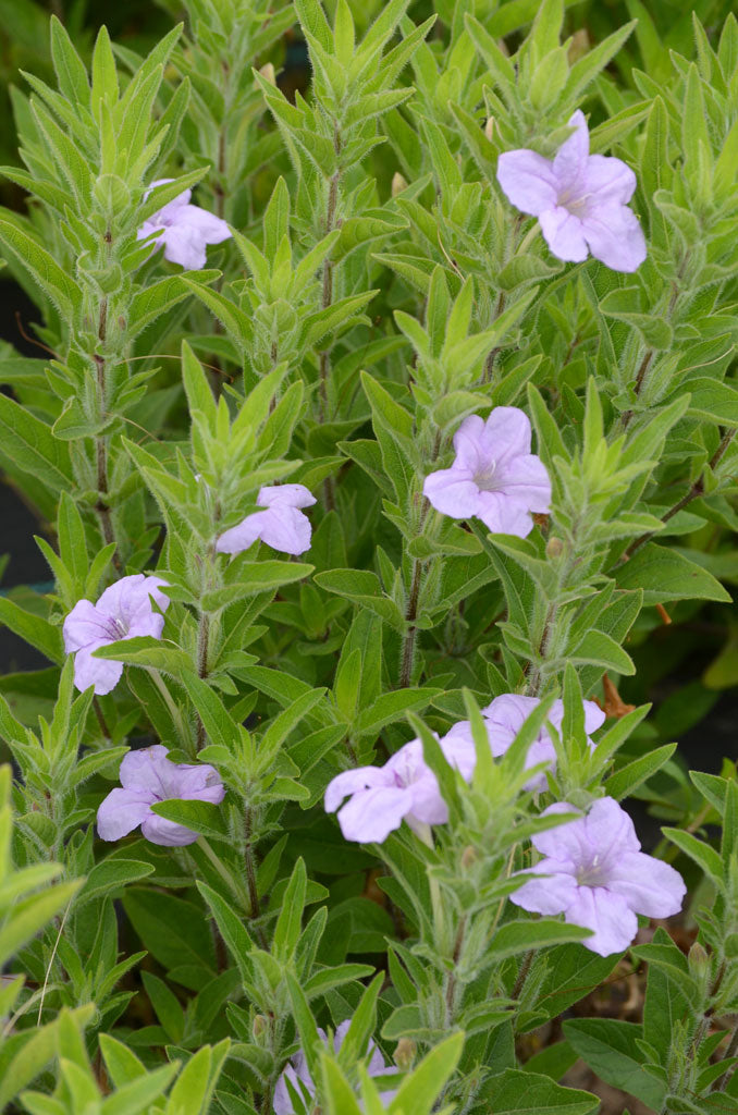 Wild Petunia "Ruellia humilis"