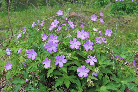 Wild Geranium "Geranium maculatum"
