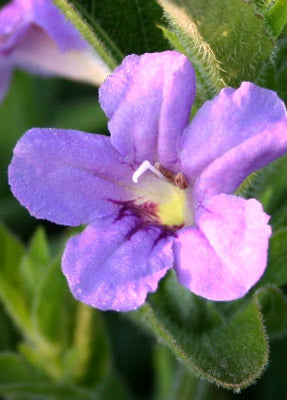 Wild Petunia "Ruellia humilis"