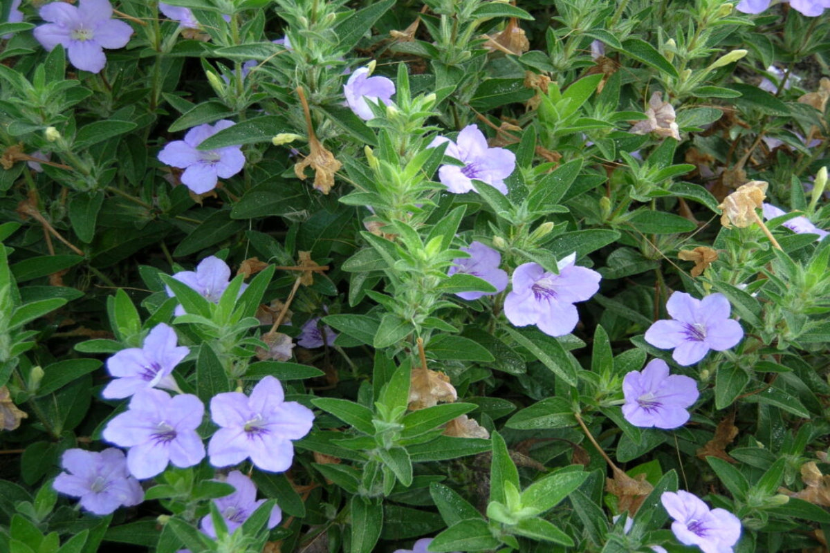Wild Petunia "Ruellia humilis"
