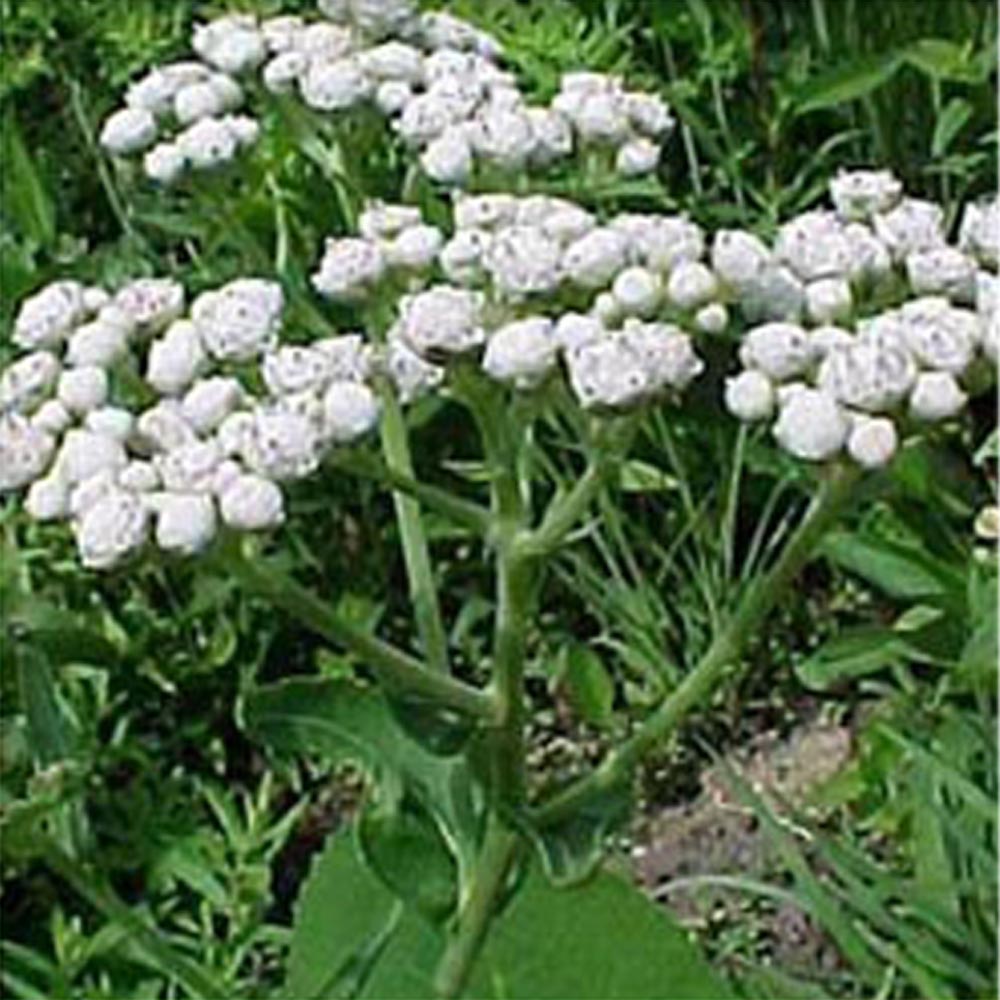 Wild Quinine "Parthenium integrifolium"
