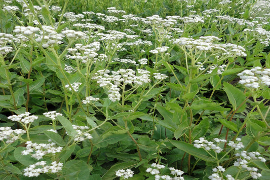 Wild Quinine "Parthenium integrifolium"