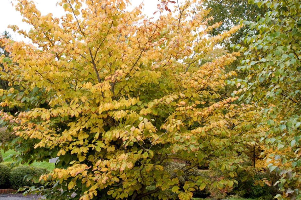 Witch Hazel "Hamamelis virginiana"