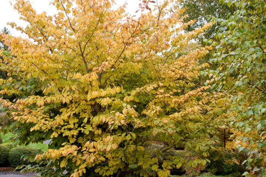 Witch Hazel "Hamamelis virginiana"