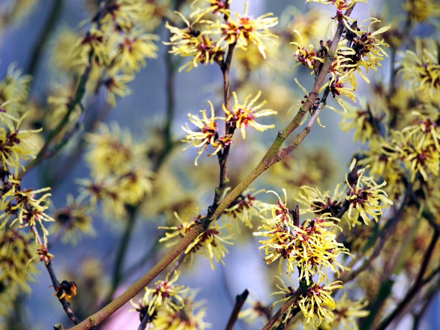Witch Hazel "Hamamelis virginiana"