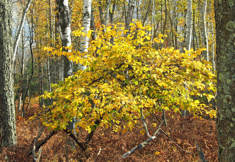Witch Hazel "Hamamelis virginiana"