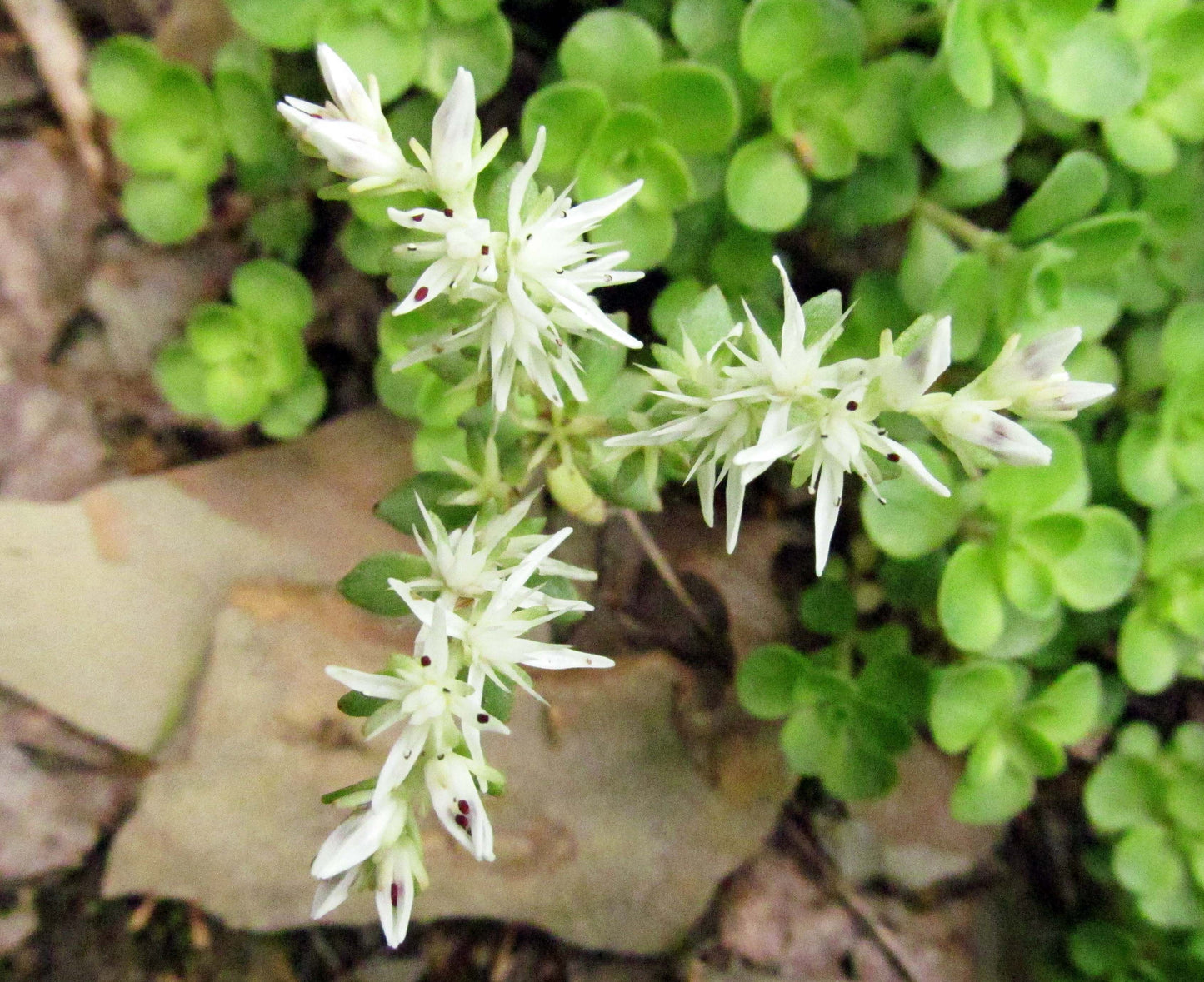 Woodland Stonecrop "Sedum ternatum"