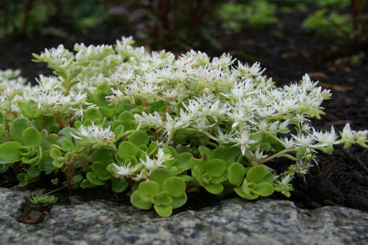 Woodland Stonecrop "Sedum ternatum"