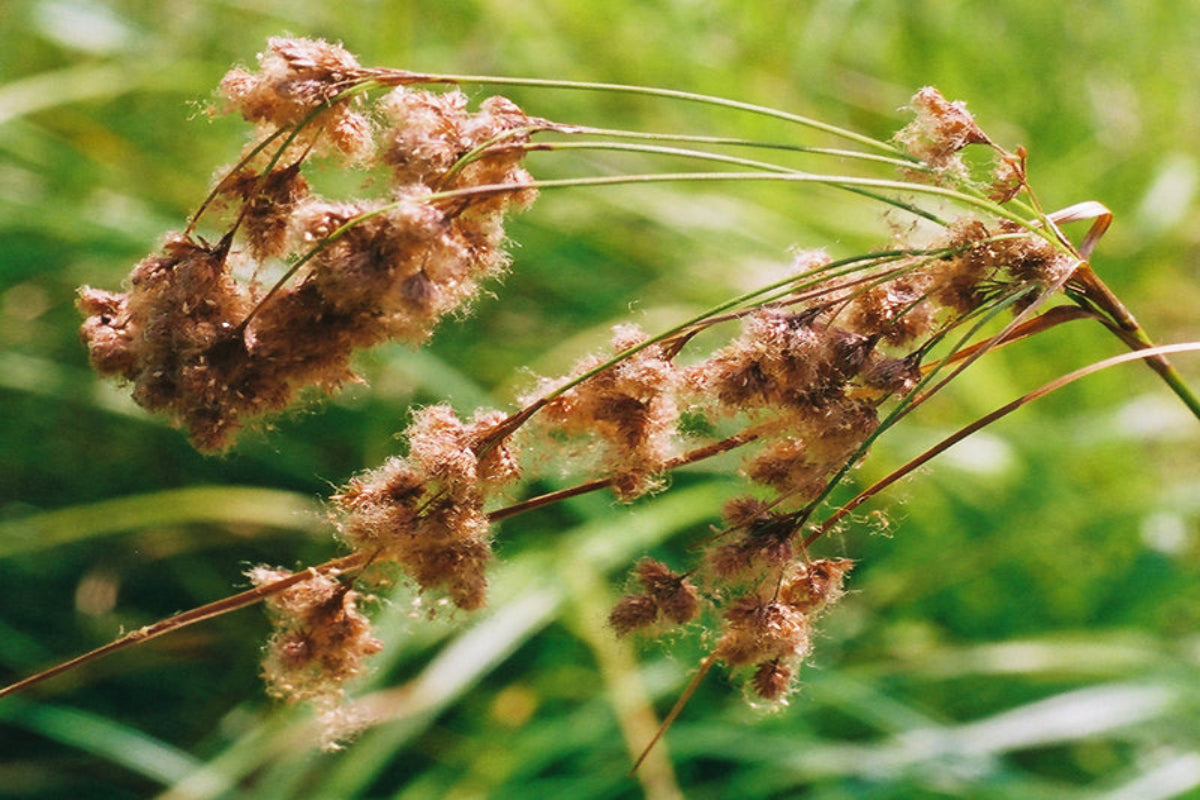 Woolgrass "Scirpus cyperinus"