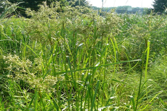 Woolgrass "Scirpus cyperinus"