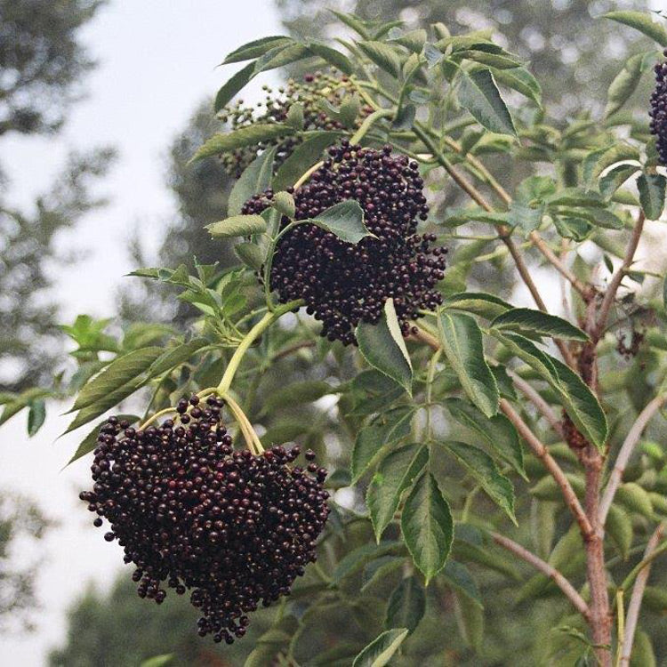 TreeYo Elderberry - Wyldewood
