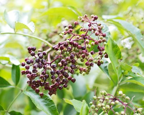 TreeYo Elderberry - Wyldewood