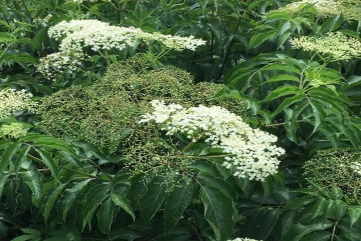 TreeYo Elderberry - Wyldewood