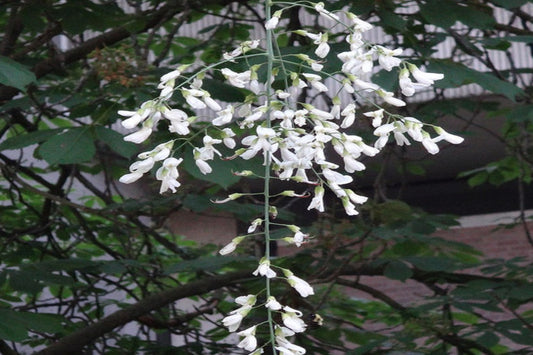American Yellowwood "Cladrastis kentukea"